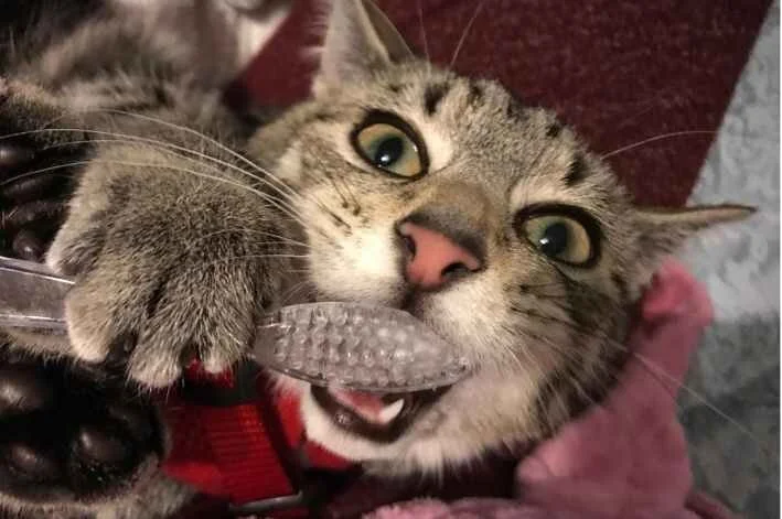 Vets choice gum wipes 2025